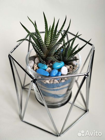 Подарок на 8марта / Живые цветы/ Флорариум