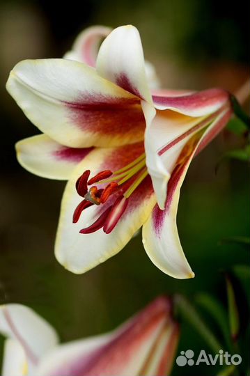 Лилия Пэшн Мун (луковицы)