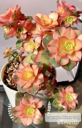 Суккуленты эониумы черенки