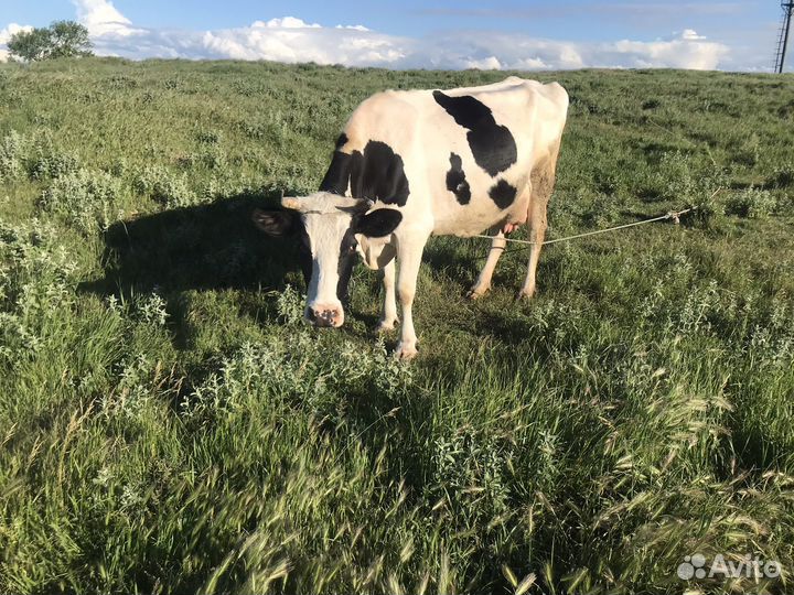 Продаю коров, телята, бычки