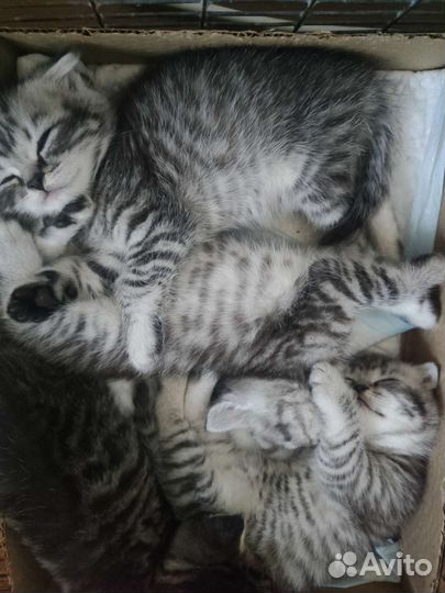 Шотландские котята