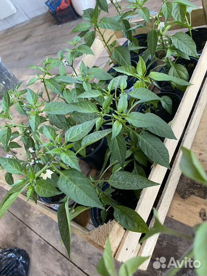 Перчик для подоконника