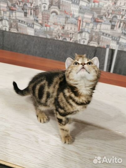 Британские котята