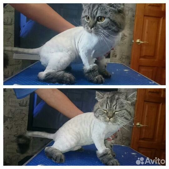 Стрижка собак, кошек и кроликов без наркоза