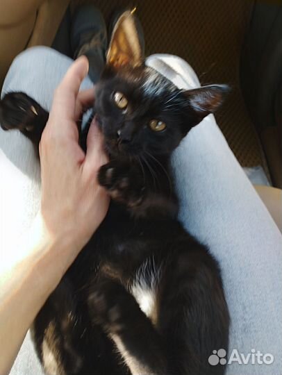 Котëнок
