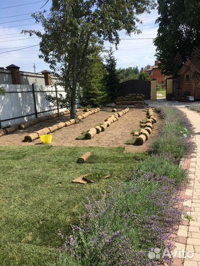 Рулонный газон поставка поставка каждые две недели