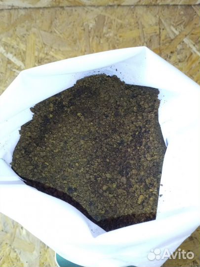 Чага березовая от сборщика