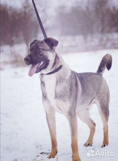 Пёс Добби в добрые руки