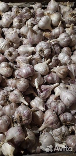 Продам чеснок