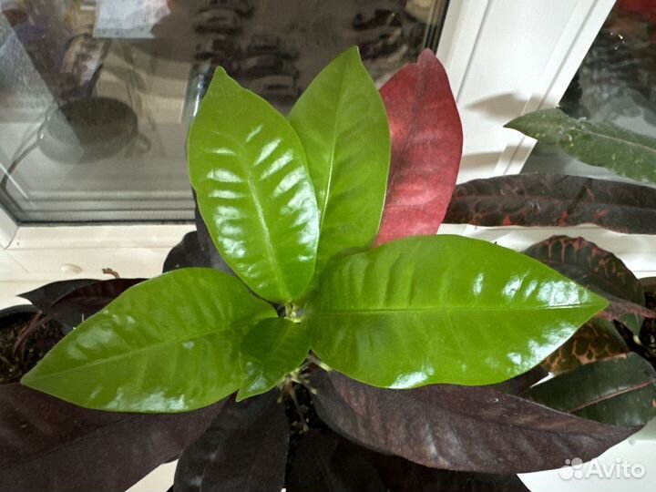 Кротон Тамара