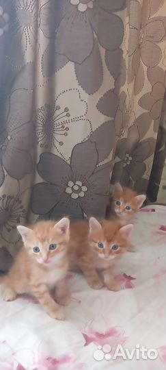 Отдам в добрые руки