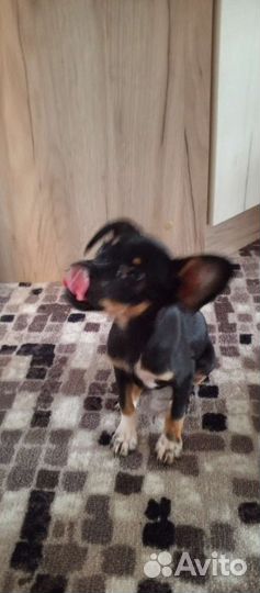 Вязка той-терьер девочка