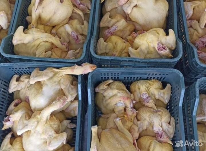 Куры домашние