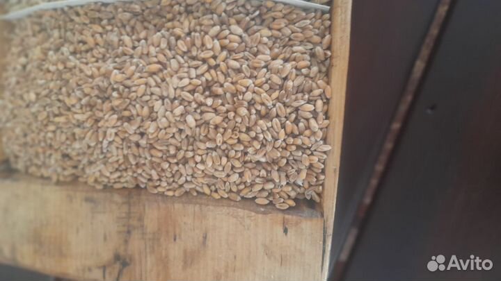 Пшеница, рожь