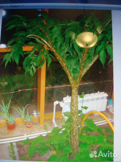 Аморфофаллус