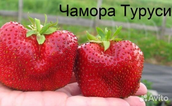 Рассада клубники Мурано(рем),Чамора Туруси