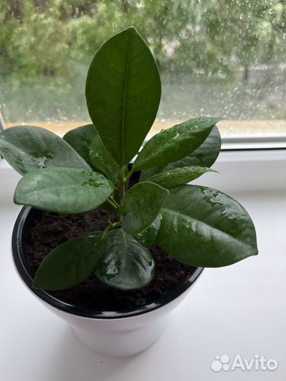 Комнатные цветы