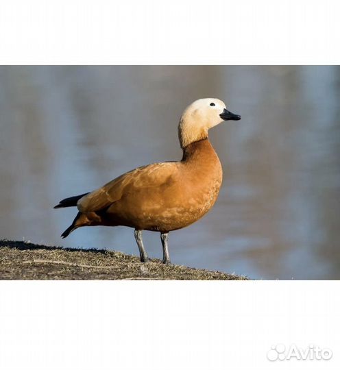 Огарь утка самец