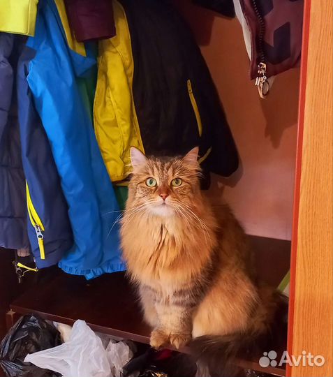 Передержка кошек