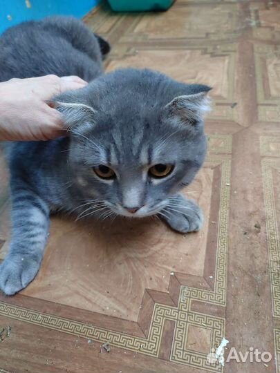 Шотландский вислоухий кот бесплатно в добрые руки