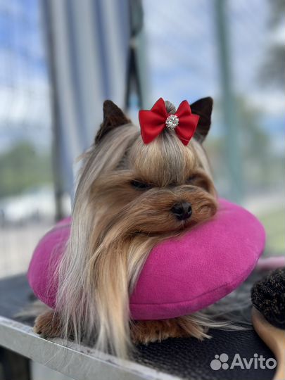 Йорк чемпион вязка