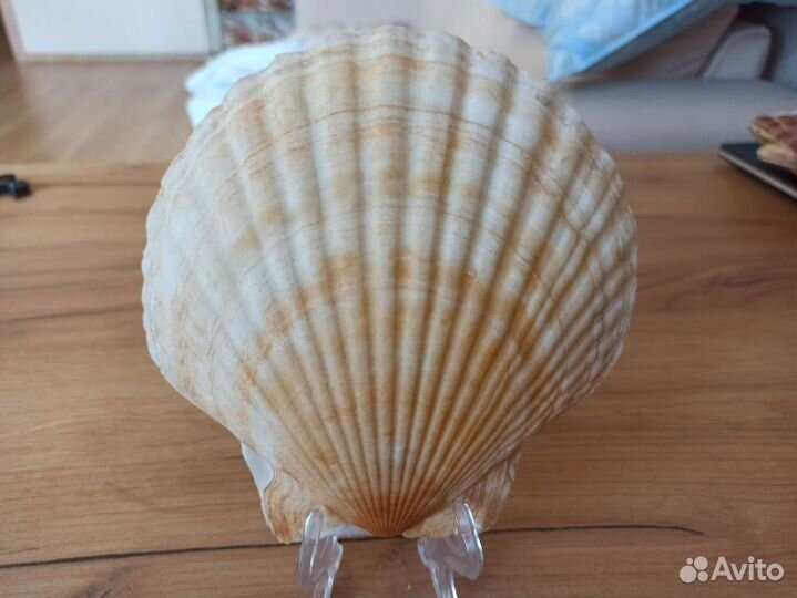 Морская раковина