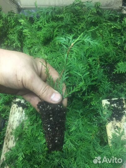 Туи Брабант