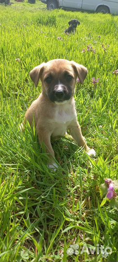 Щенки стаффа