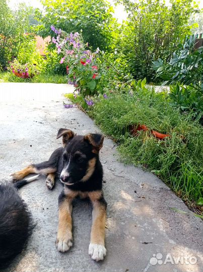 Собака в добрые руки щенок