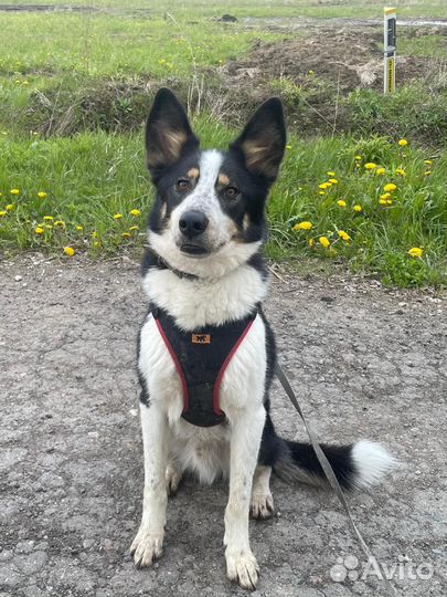 Ищем дом Бучу