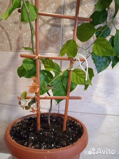 Бугенвиллия взрослая