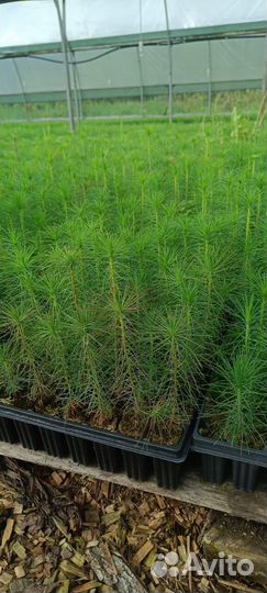 Саженцы ели окс