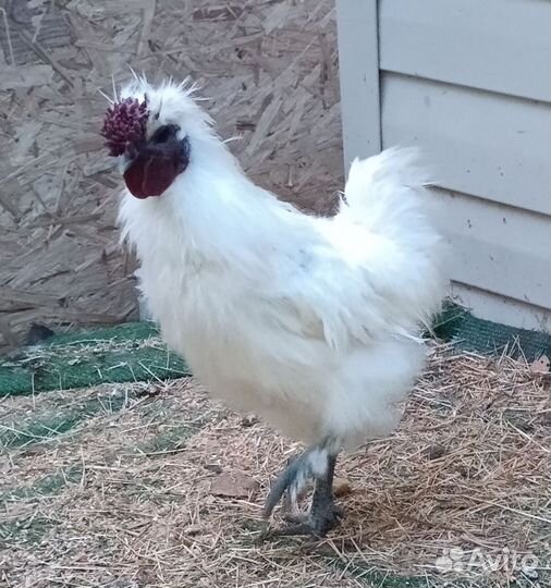 Петух порода китайская шёлковая