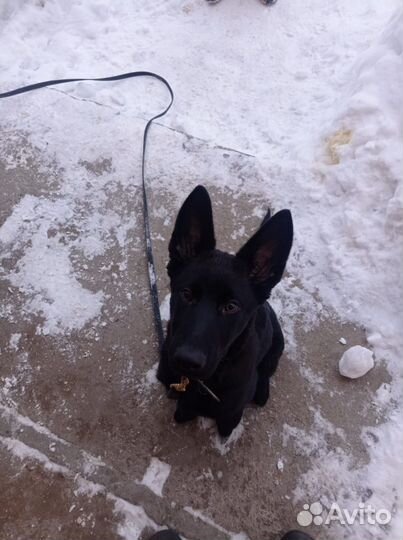 Передержка собак/Зоогостиница