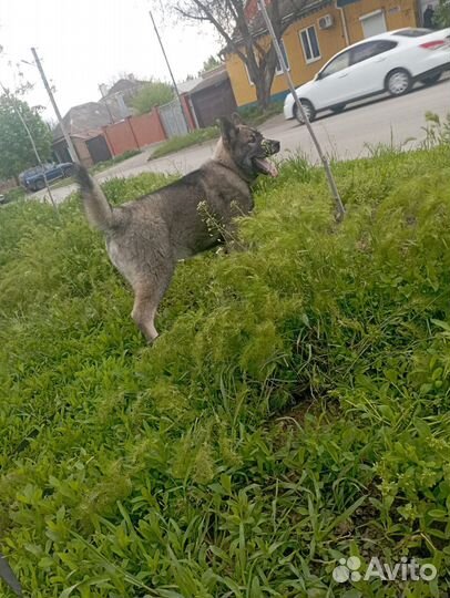 Вязка кобель