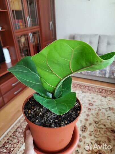 Фикус Лирата Бамбино