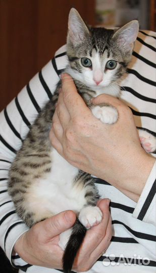 Котенок Сёма