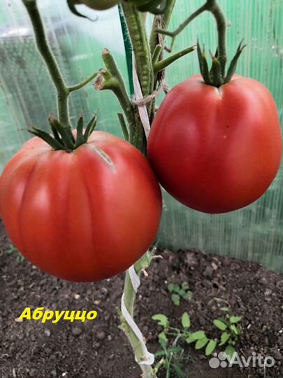 Семена томатов сортовых