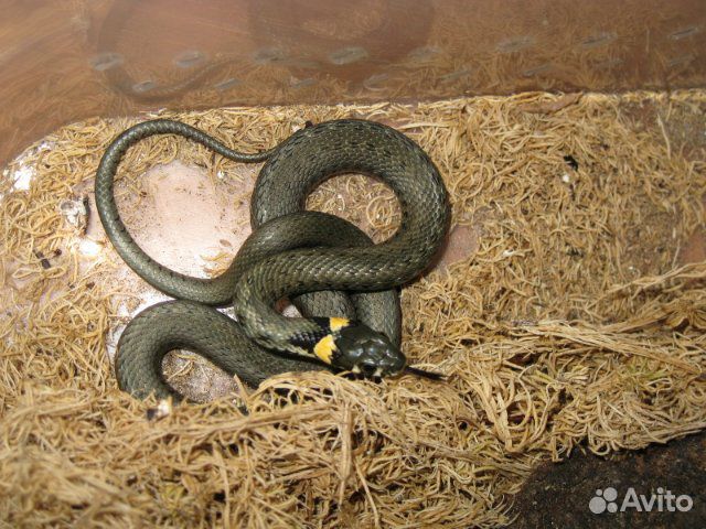 Ужи,Змеи,Natrix,Natrix