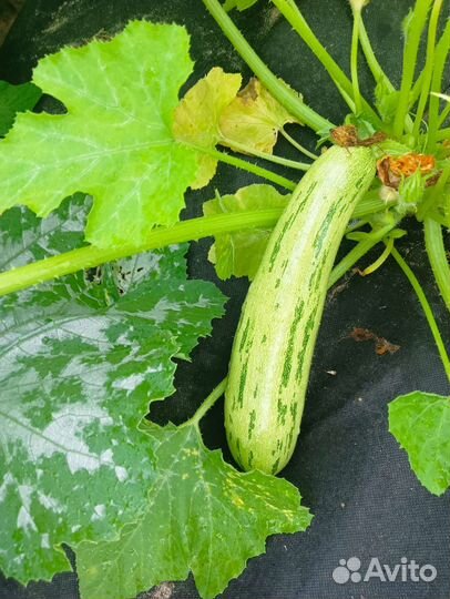 Кабачки, набор для засолки