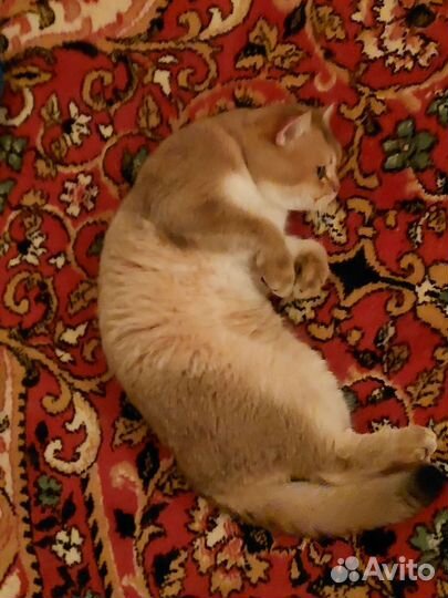 Британская кошка вязка