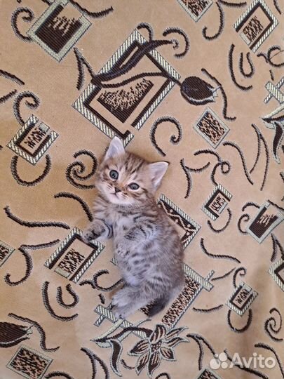 Шотландский котёнок