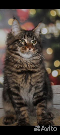 Мейн-кун котики
