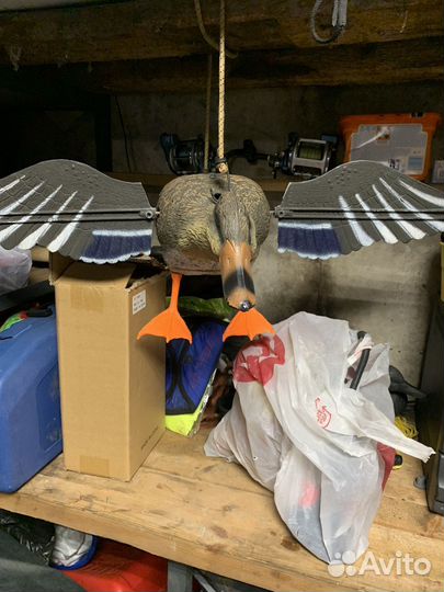 Утка махокрыл