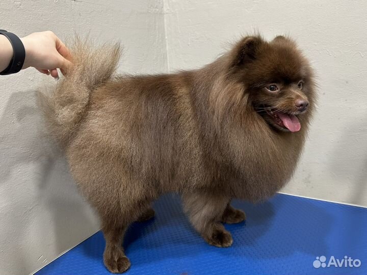 Груминг стрижка собак экспресс-линька