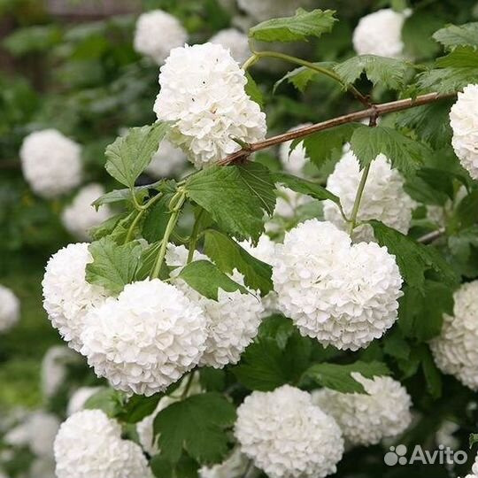 Саженцы Калина Бульденеж