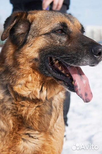 Собака из приюта в добрые руки