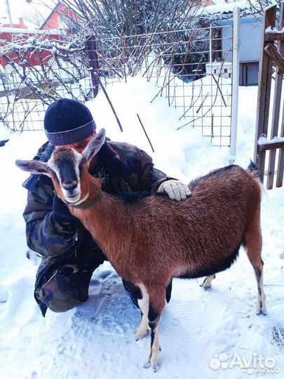 Козлята Нубо-Камори