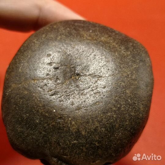 Окаменелость. Кости кита Цетотерия