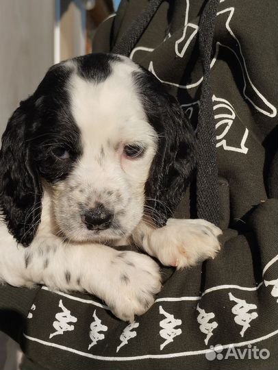 Щенки русского охотничего спаниеля